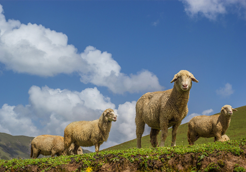 The Future of Carbon Neutrality: Exploring Sustainable Carbon Reduction Strategies