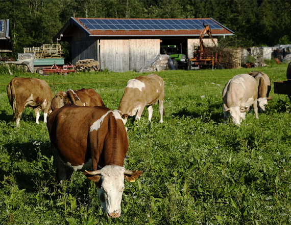 <div>碳汇及碳减排项目开发业务</div><div><br></div><div><b>遵循开发标准为：</b></div><div><br></div><div>中国标准：CCER国家核证自愿减排量、GEC中国绿色电力证书</div><div>国际标准：VCS国际核证自愿减排标准、I-REC国际可再生能源证书</div><div><br></div>